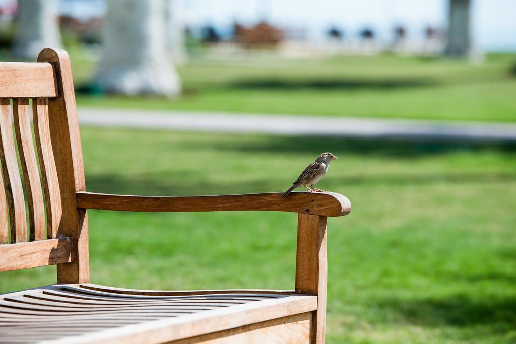 Sealine Beach, A Murwab Resort Месайед Екстериор снимка A sparrow on a bench